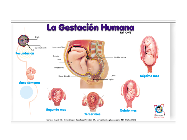 Láminas educativas